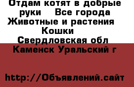 Отдам котят в добрые руки. - Все города Животные и растения » Кошки   . Свердловская обл.,Каменск-Уральский г.